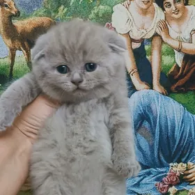 Шотландские котята
