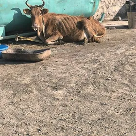 gysyr sygyr bakmaly