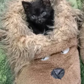 чёрный котёнок