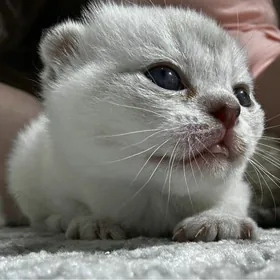 вислоухие котята