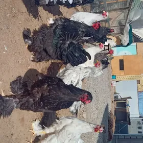 Brama Horazlar