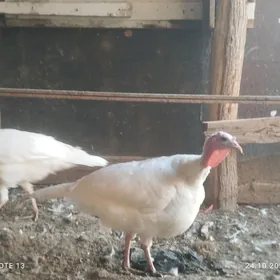 индук,ордак