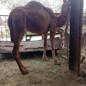 owşuk