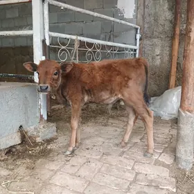 GÖLE