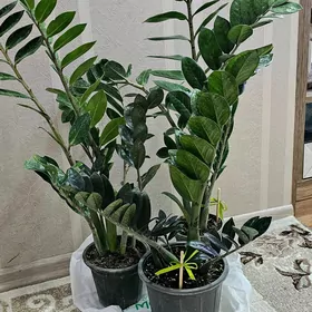 Цветы