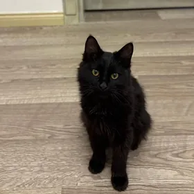 кот