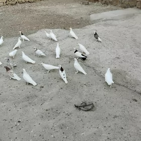 kepderi