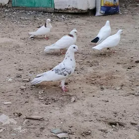 kepderi