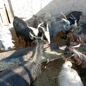 geci
