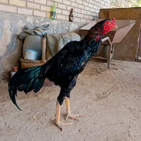 Horaz