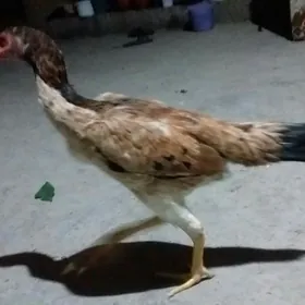 товук