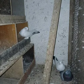 kepderi