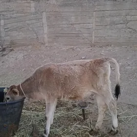 Tüwe göle