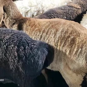 Гисар токлы