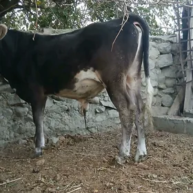 ARASSA SWES OKUZ