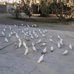kepderi