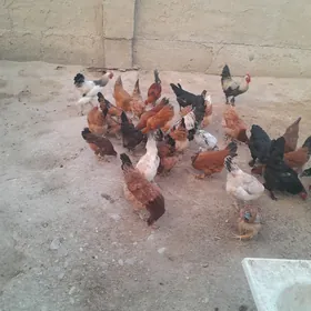 Tawuk