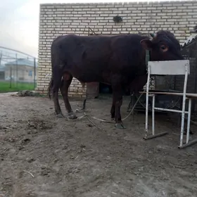 Oküz