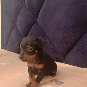 мини Пражский крысарик