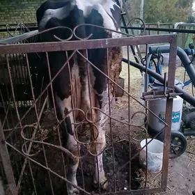 голштейн сыгыр