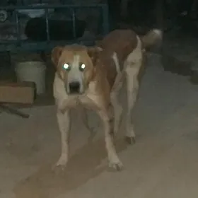 Palwan