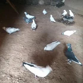 kepderi