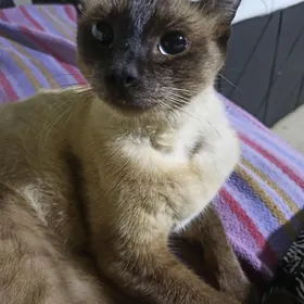 Сиямская Siamskiy