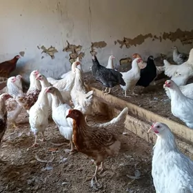 Towuklar