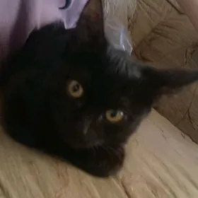 отдам котёночка 