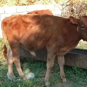 öküz