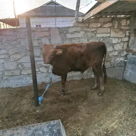 Öküz