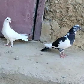 kepderler