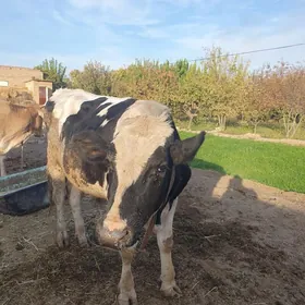 арасса галштэйн