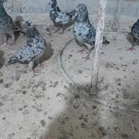 Kepderi