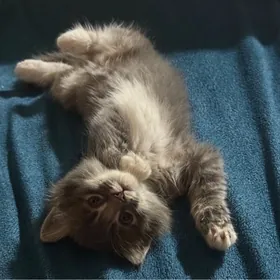 Шотландский котенок