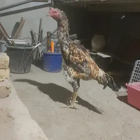 horaz