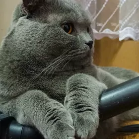 кот