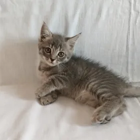 котята