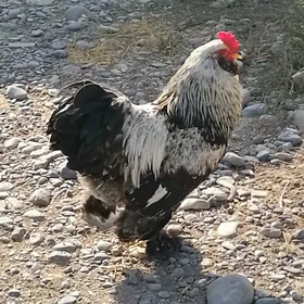 Brama horaz