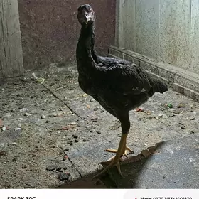 horaz