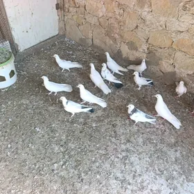 Kepderi