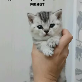 котята