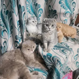 Шотландские котята