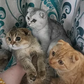 Шотландские котята