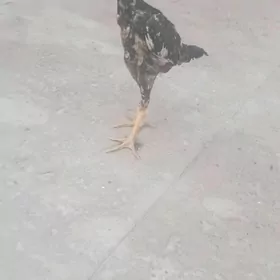 хораз