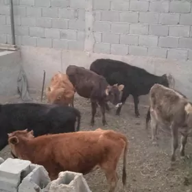okuzce we tuweler