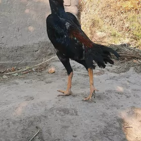 Horaz