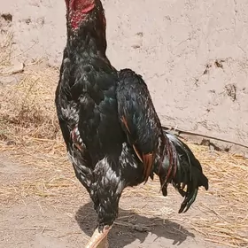 öÖzbek horaz.