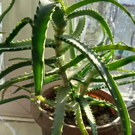 aloe wera