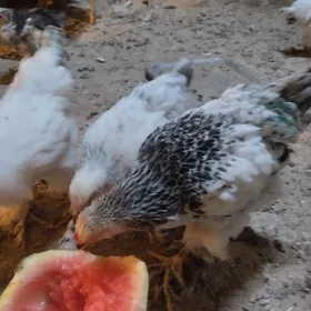 оригинал.брама.жуже